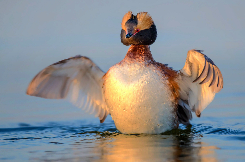 Bird Watching at Majeau Lake. Come and see birds such as Western Grebe