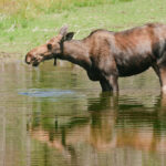 Wildlife Watching at Lake Majeau - A Magnificent Moose