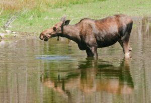 Wildlife Watching at Lake Majeau - A Magnificent Moose